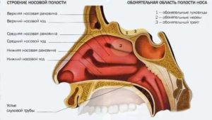 Анатомия лор органов атлас