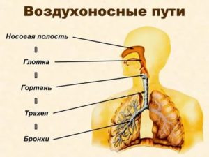 Строение воздухоносных путей