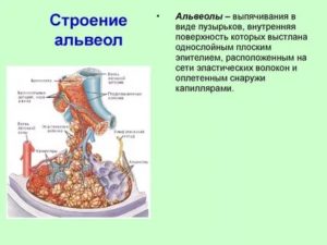 Строение альвеол