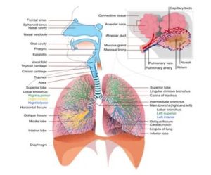Схема органов дыхания человека