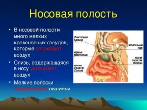 В носовой полости воздух согревается