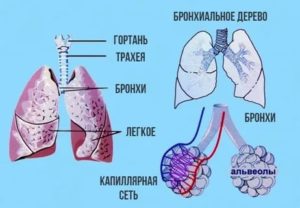 Как проверить трахею и бронхи