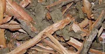 Сбор коры дуба