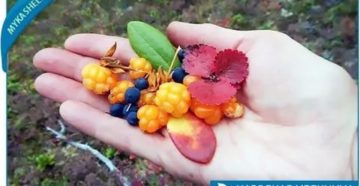 Листья морошки от кашля детям
