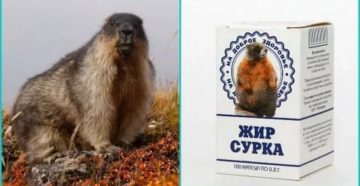 Жир сурка применение детям
