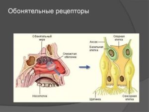 Обонятельные рецепторы в организме человека расположены в