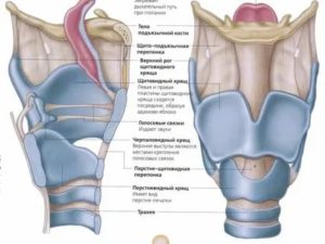 Воспаление хрящей гортани
