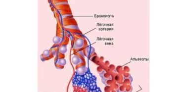 Строение альвеол