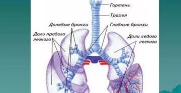 Строение бронхов и лёгких человека