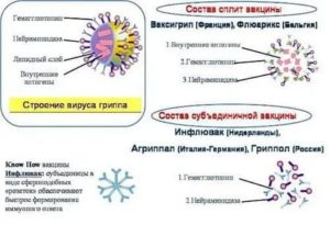 Прививка от гриппа состав