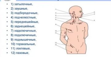 Периферические лимфоузлы где находятся