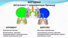 Беродуал механизм действия