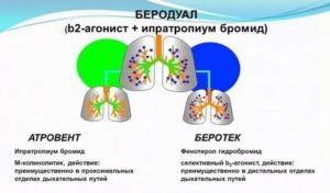 Беродуал механизм действия