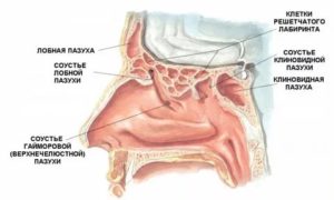 Строение гайморовой пазухи анатомия