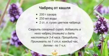 Как пить чабрец от кашля