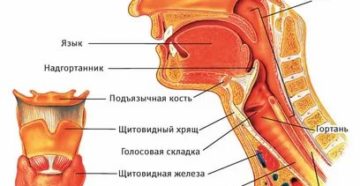 Анатомия лор органов атлас