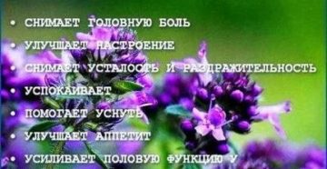 Чабрец лечебные свойства и противопоказания для детей