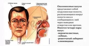 Анатомия носа и околоносовых пазух