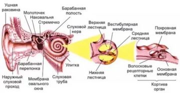 Слуховые рецепторы расположены в