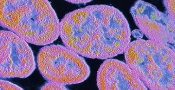 Бранхамелла катаралис