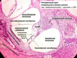 Орган слуха гистология