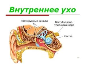 Внутреннее ухо человека расположено в полости кости