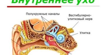 Внутреннее ухо человека расположено в полости кости