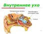 Внутреннее ухо человека расположено в полости кости