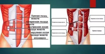 Болит стенка. Мышцы передней брюшной стенки анатомия. Мышцы переднебоковой брюшной стенки. Мышцы передней стенки живота анатомия. Переднебоковая стенка живота мышцы.