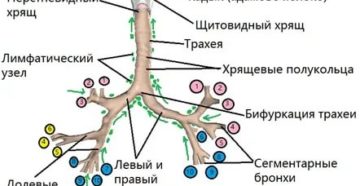Бронхиальное дерево схема