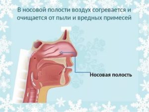 В носовой полости воздух согревается