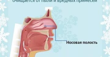 В носовой полости воздух согревается