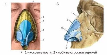 Латеральный хрящ носа