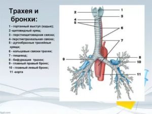 Строение трахеи и бронхов