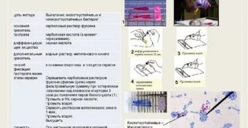 Окраска по цилю нильсену методика