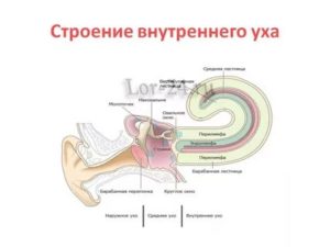 Строение внутреннего уха человека