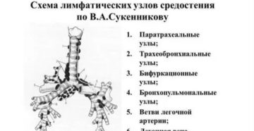 Лимфоузлы средостения где находятся