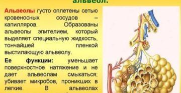 Функции альвеол
