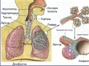 Схема органов дыхания человека