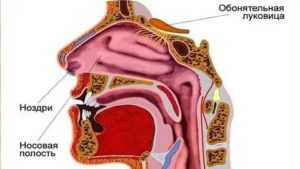 Устройство носоглотки человека