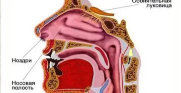Устройство носоглотки человека
