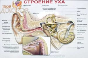 Строение уха горла носа человека схема