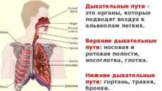 Что относится к верхним дыхательным путям