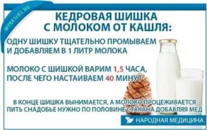 Кедровая шишка в молоке от кашля