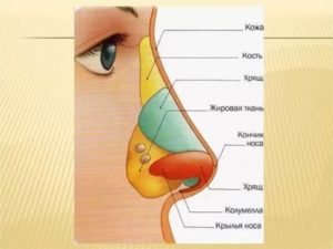 Строение носа внутри