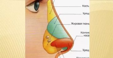 Строение Носа У Ребенка 5 Лет Фото
