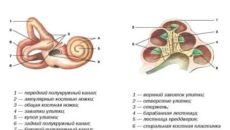 Строение улитки внутреннего уха