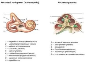 Строение улитки внутреннего уха