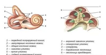 Строение улитки внутреннего уха