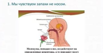 Нос дышит но не чувствует запахов